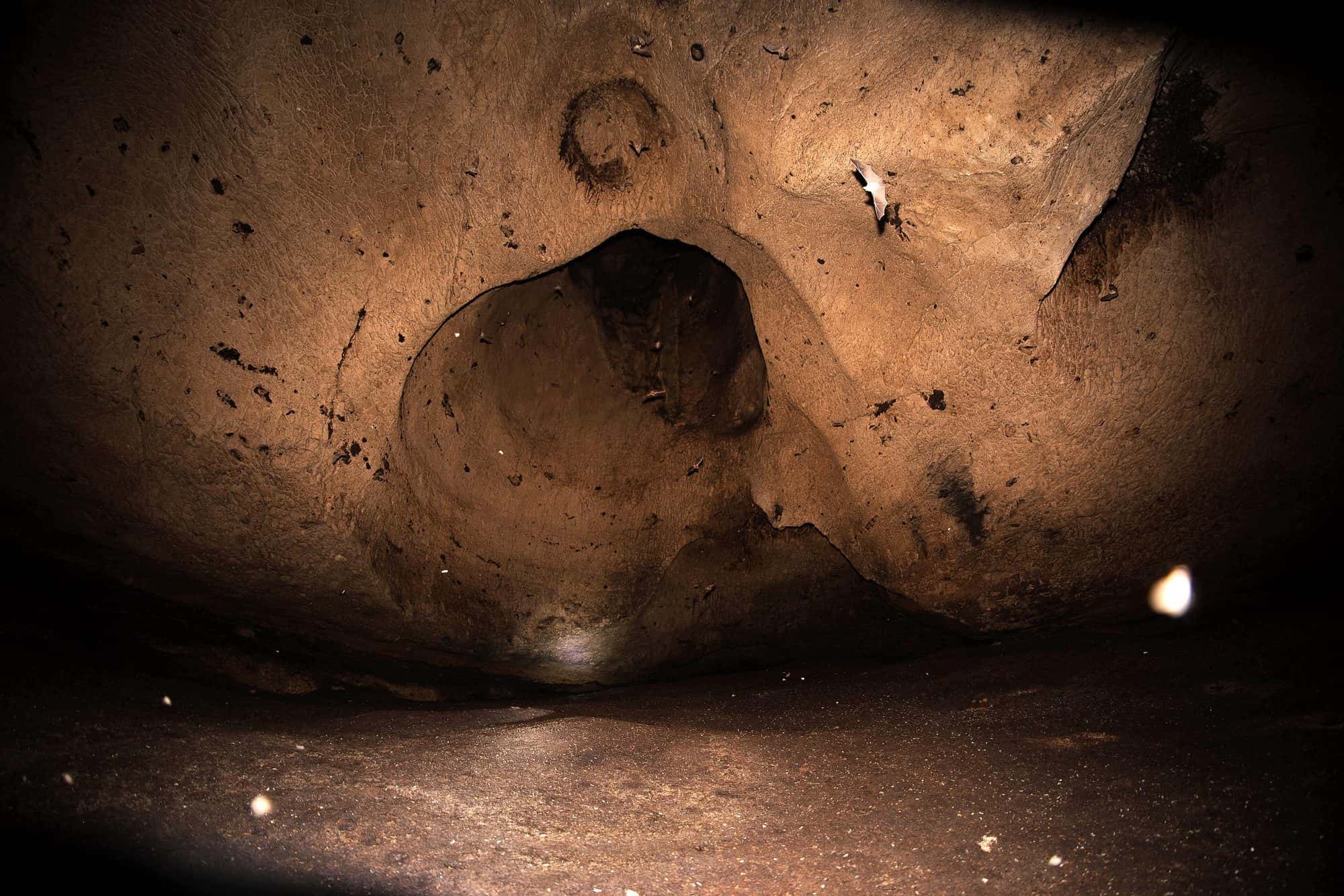 Photograph of a large rock cave, its mouth opening onto a wooded hillside